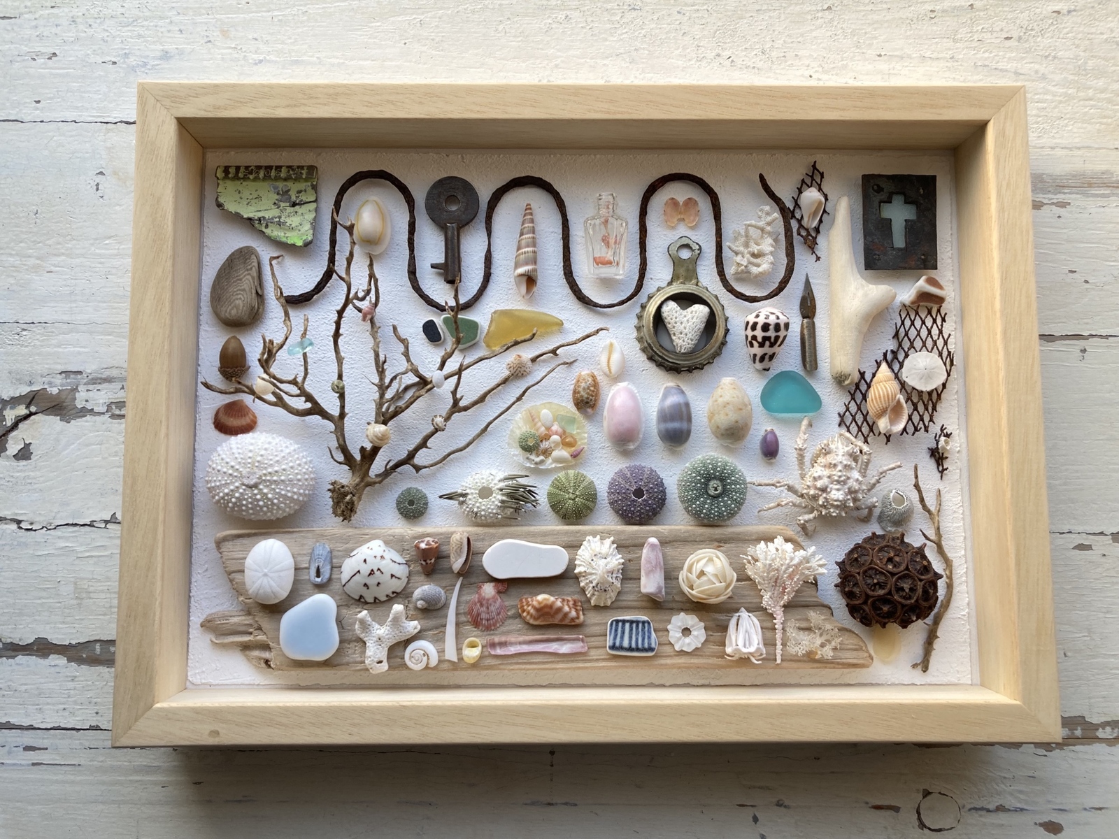 貝殻標本・E - cocovani | minne byGMOペパボ 国内最大級の