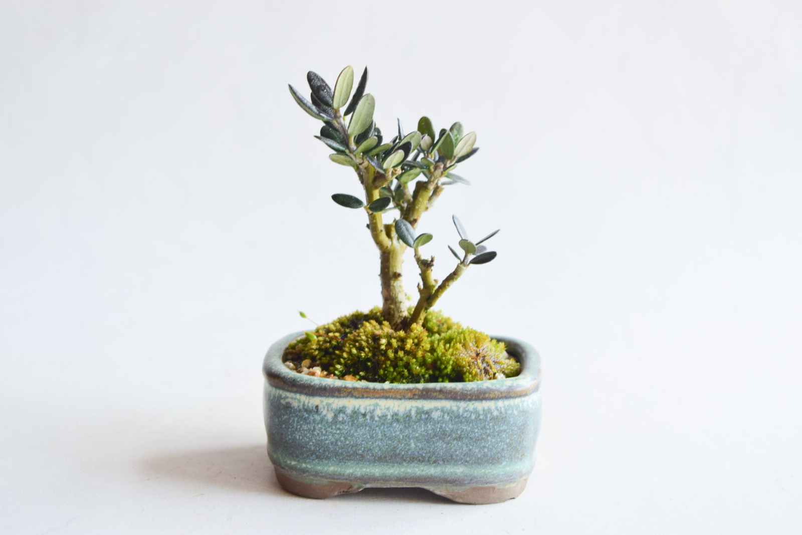姫オリーブ No.29 盆栽 - BONSAIYASU'S GALLERY | minne byGMOペパボ