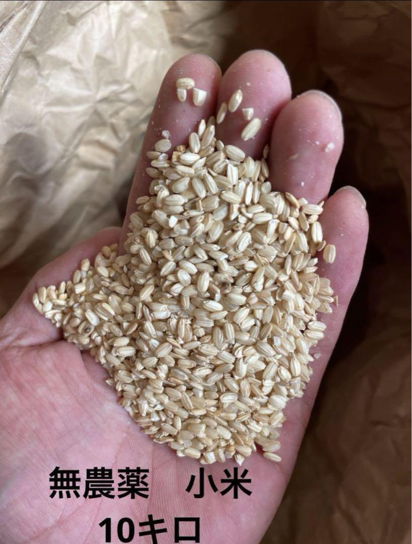 小米 くず米 10キロ 無農薬 玄米 令和6年度産 飼料米 新米 奈良県生駒