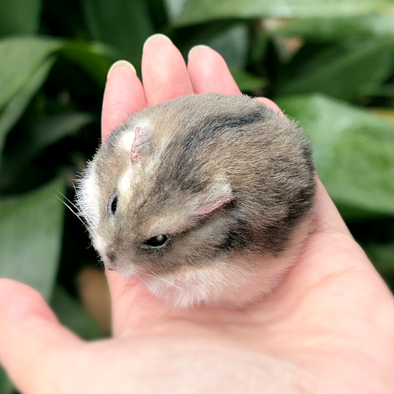 オーダー作品キャンベルハムスターさん 羊毛フェルト 〉 - COCOCHERI'S