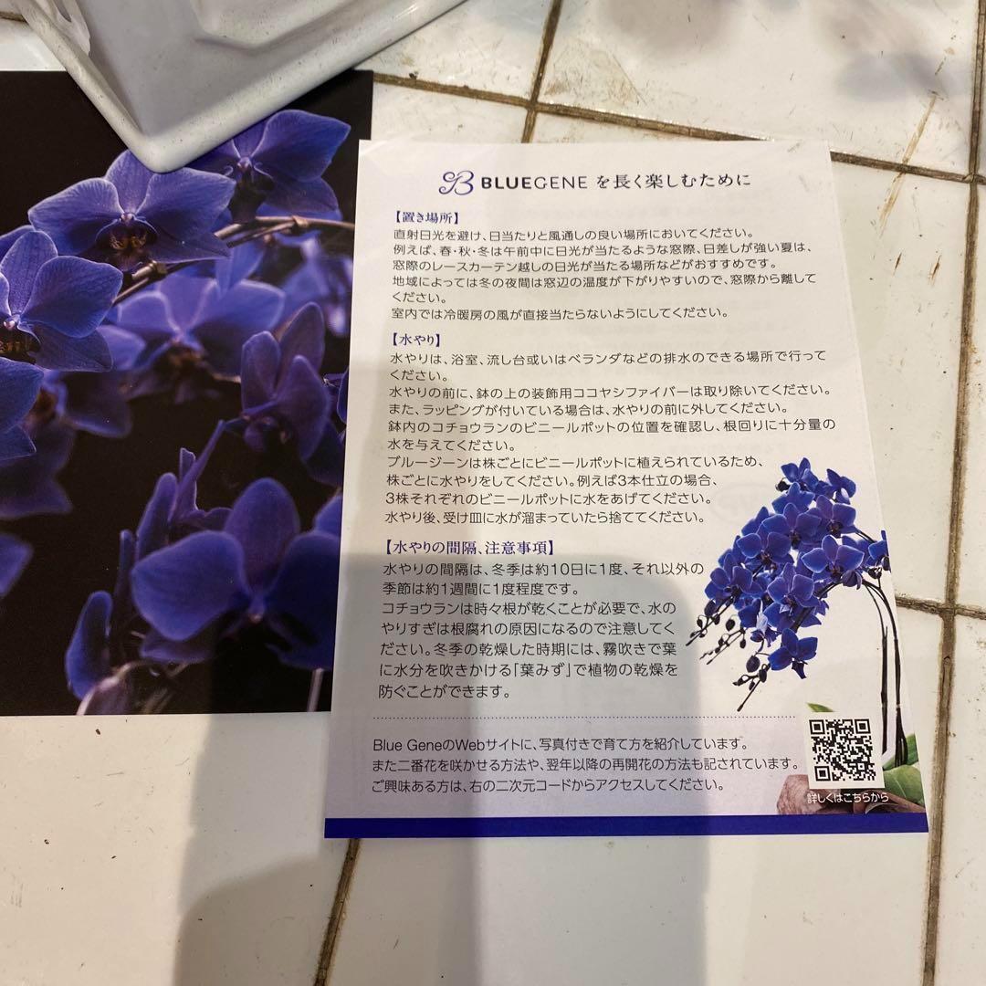 数限定！現品 超希少❗️胡蝶蘭❤️ブルージーン 1本立 - couleur-0722