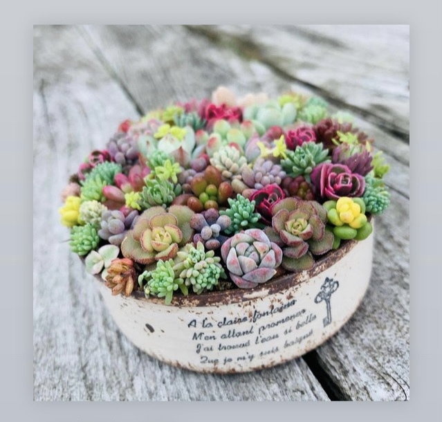多肉植物寄せ植え そのまま飾れる ブーケ寄せ オーダー制