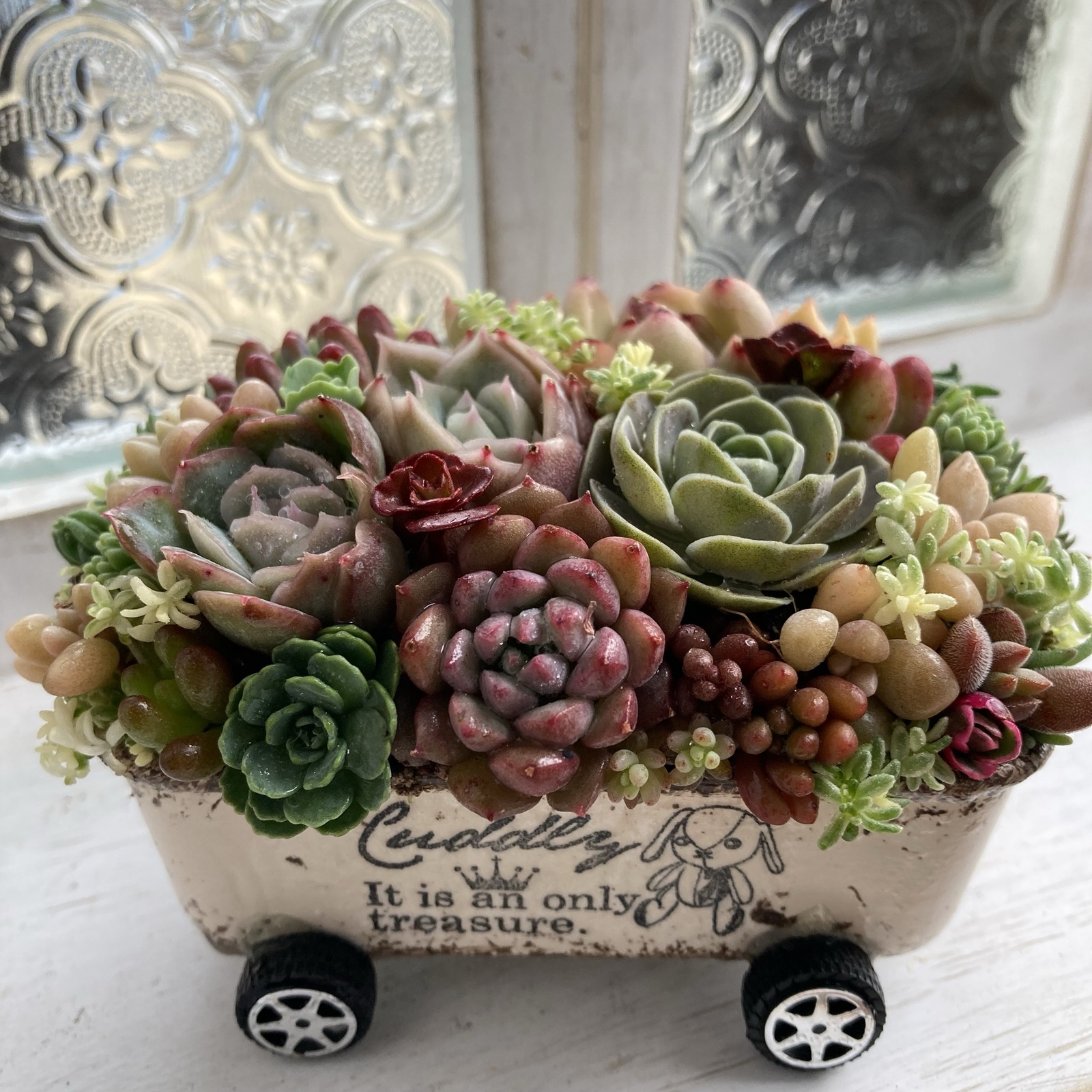 ギフト 多肉植物 寄せ植え そのまま飾れる オーダー制 - MIDORIN47'S