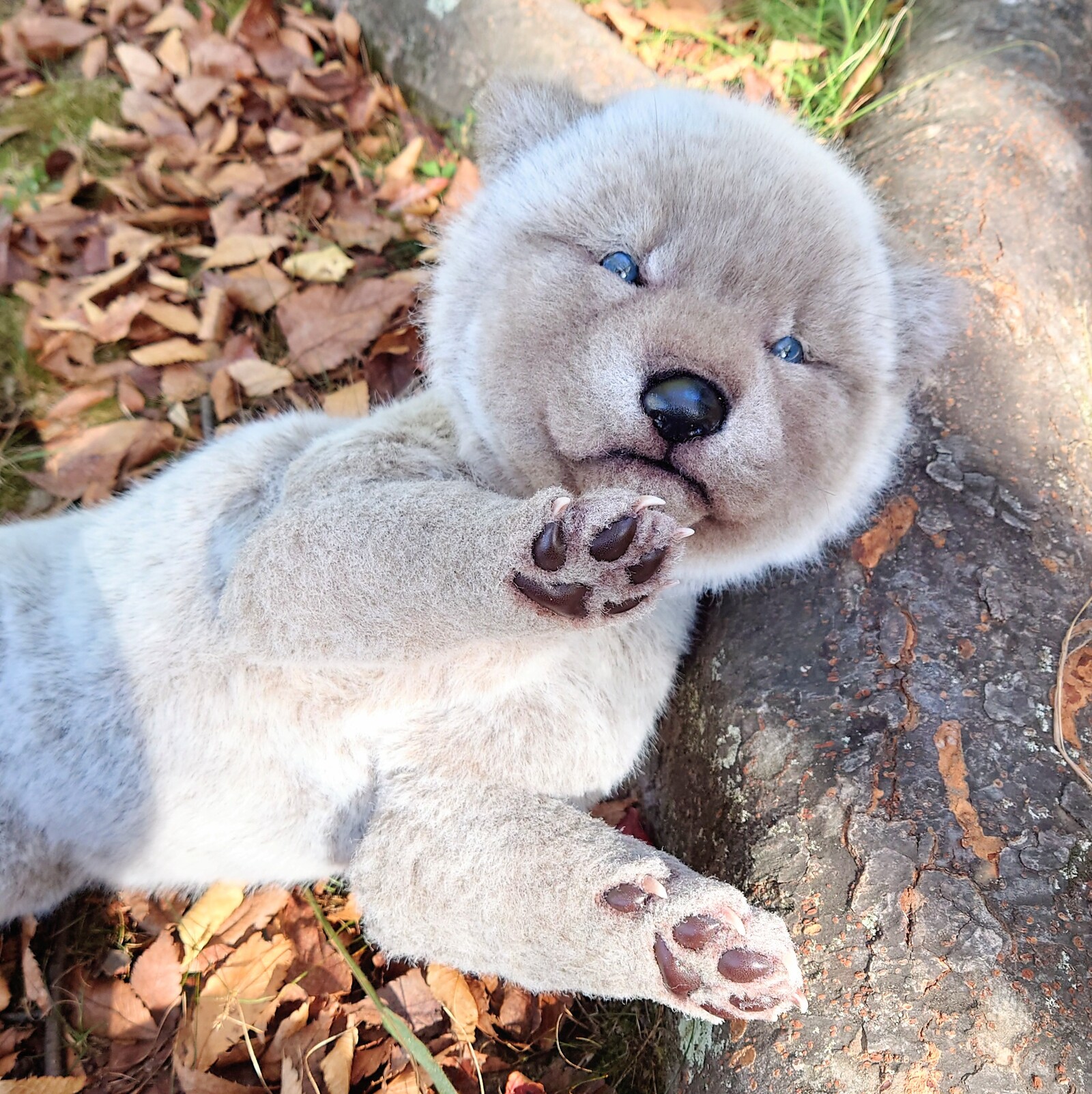 狼 おおかみのリアルなぬいぐるみ たち♪ - HIDING-WOLF'S GALLERY