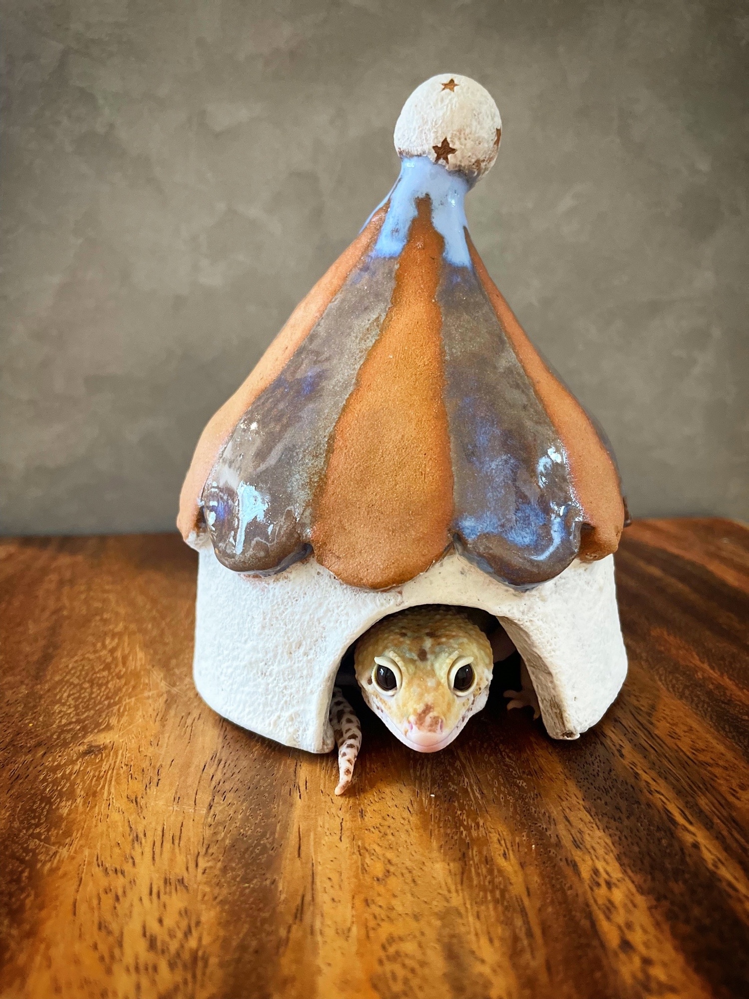 ドラミン】棚キノコ 付コルクシェルターM ③④ 棚キノコ 付コルク