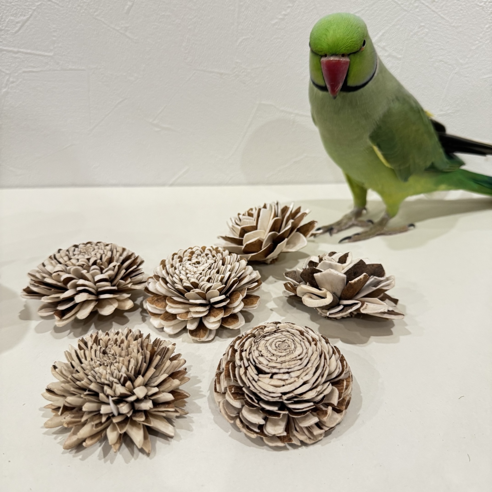 オーダー作成】ケージサイズでカクタスパーチ（サボテンの骨）鳥