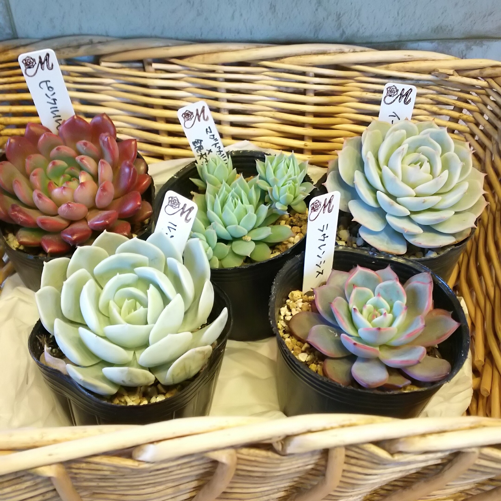 miyaさん苗⭐️5個セットA⭐️エケべリア⭐️多肉植物 - 多肉de Ring