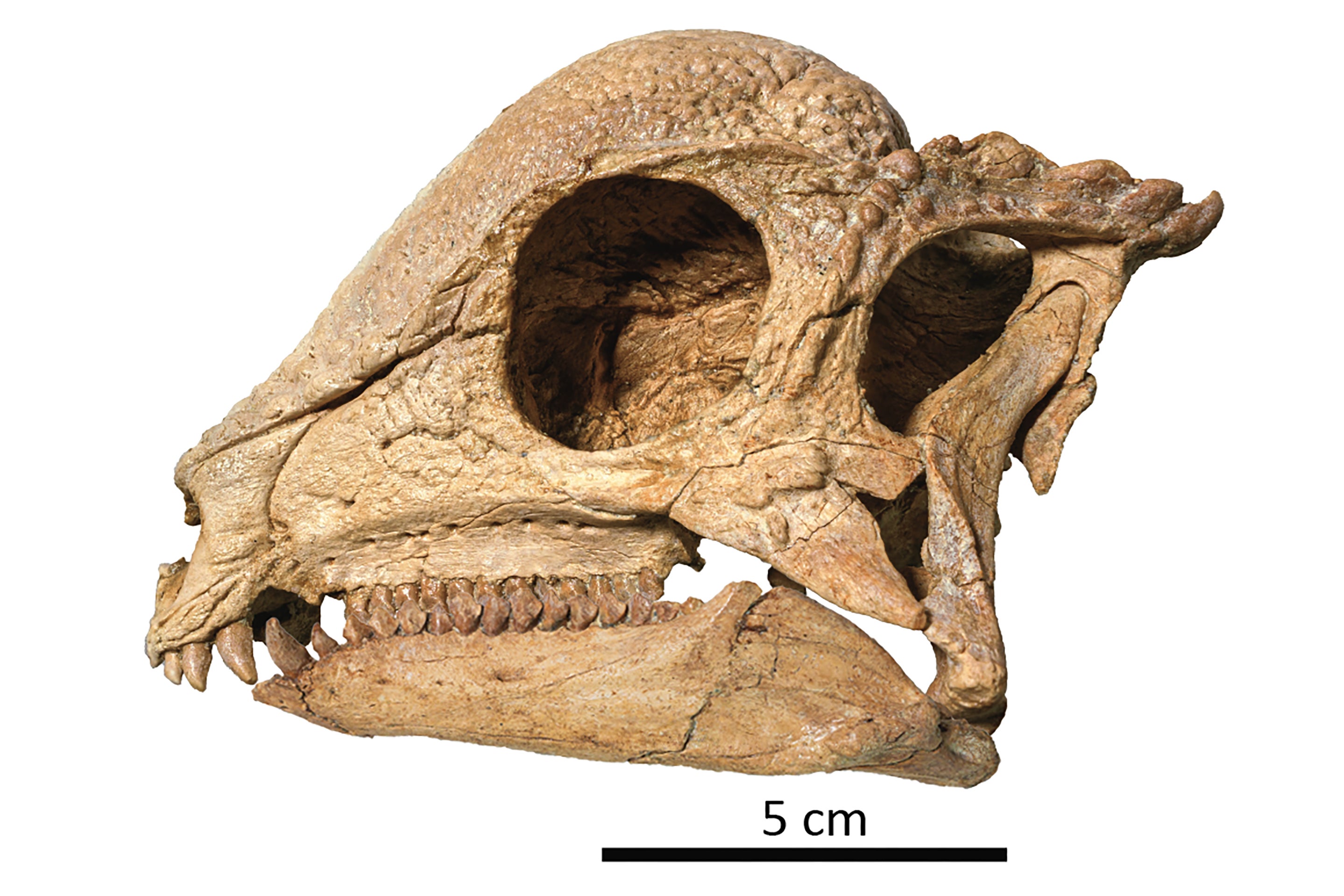 Oldest Known Pachycephalosaur Fossil Discovered in Mongolia