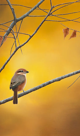 谷上裕二 | artwing