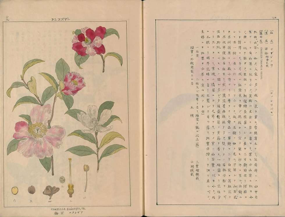 江戸の自然を彩った知の結晶：岩崎灌園と『本草図譜』
