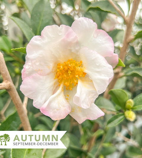 Setsugekka Camellia - Camellia sasanqua 'Setsugekka' | Shepherdssupply