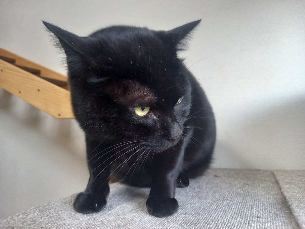 新玉旅館】2024年 幸せニャンコ第1号・ミント君