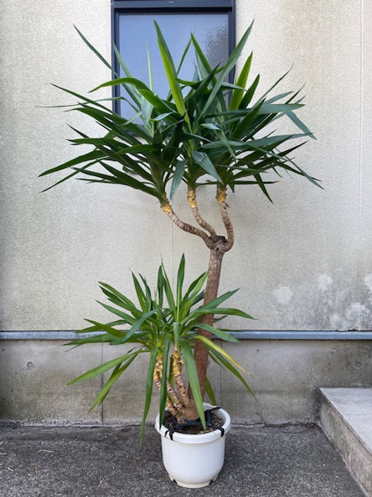 曲がりの入ったユッカ・エレファンティペス Yucca 観葉植物 引取