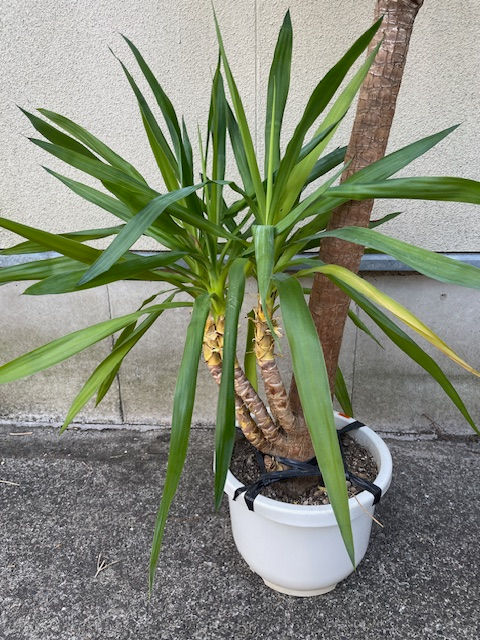 曲がりの入ったユッカ・エレファンティペス Yucca 観葉植物 引取