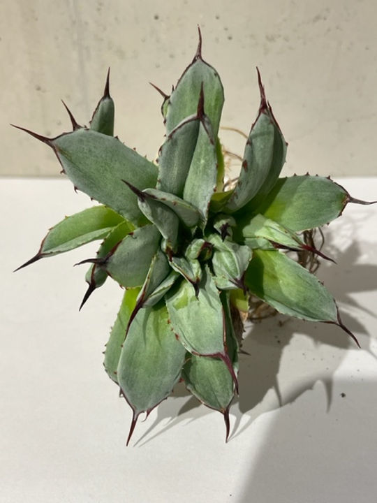 アガベ パリー トランカータ オリザバ orizaba 発根済み極上斑入り美株