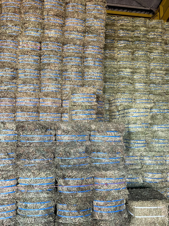 2番刈りプレミアムチモシー30kg | saitamaasobi バンブーパーム