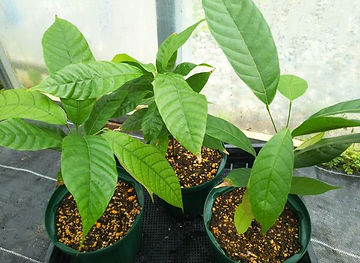 カカオの木・苗の販売/国産カカオ栽培・輸入カカオ販売