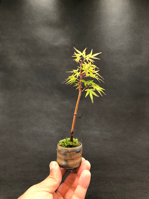 山採り 山モミジ 自然樹形 株立ち 5本立ち 山採り