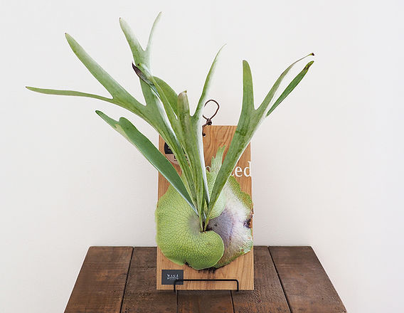 ビカクシダ ビーチー ベイチー 【公式通販】