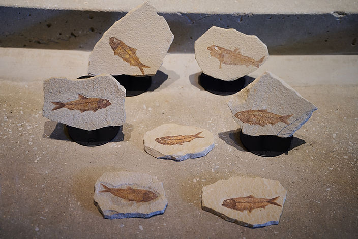 商品紹介】古代魚ナイティア（新生代始新世、アメリカ・ワイオミング州）