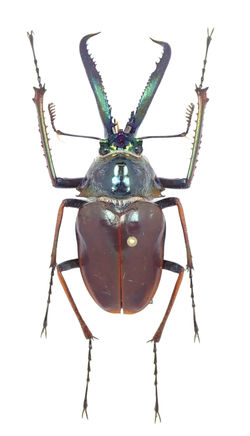 ホロメタリクス チリクワガタ 標本 コガシラクワガタ ホロメタリクス