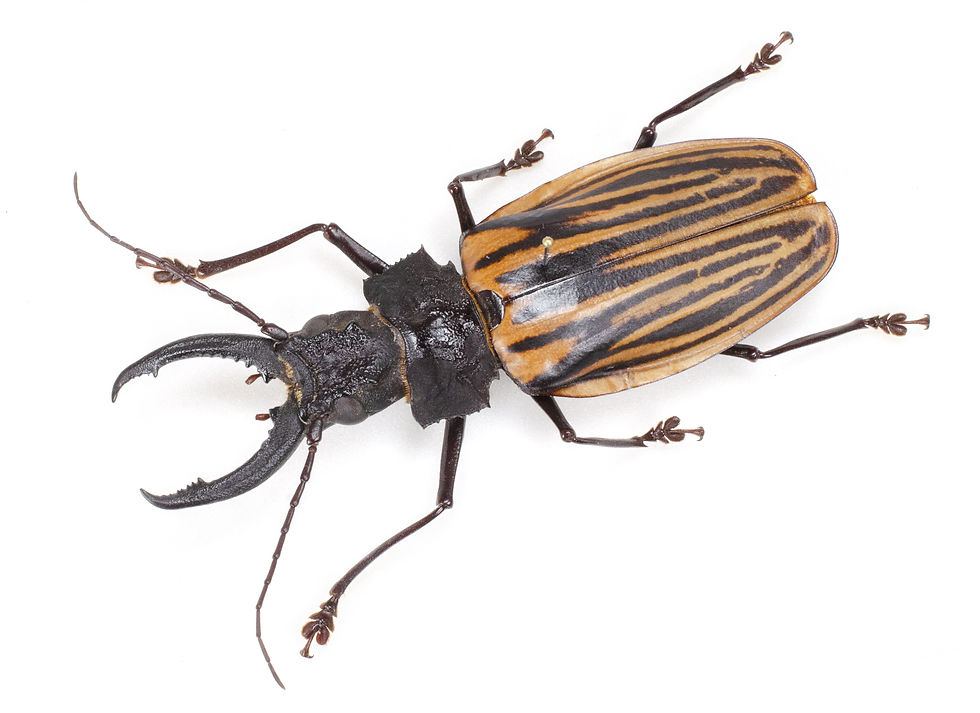 38mm】アングラトゥスミカドコメツキムシ フェラーリコメツキムシ甲虫