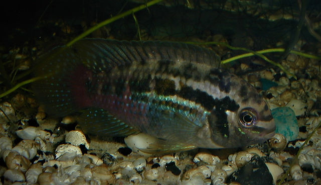 Dwarf Cichlids