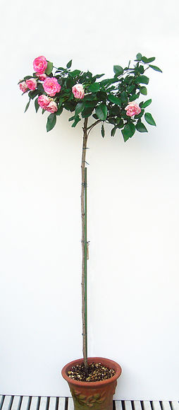 スタンダードバラ用 台木の販売をしています | バラ | 福岡市 | juno