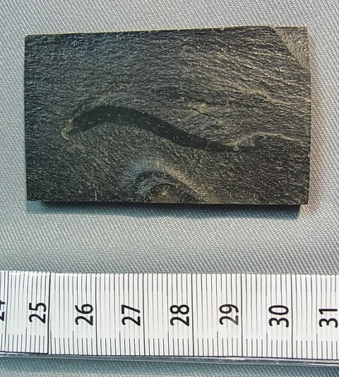 ピカイア板状化石レプリカ② | paleo-science