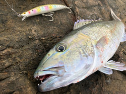 SAURUS ザウルスWEBサイト｜フォトレポート｜ザウルスファンからのレポート