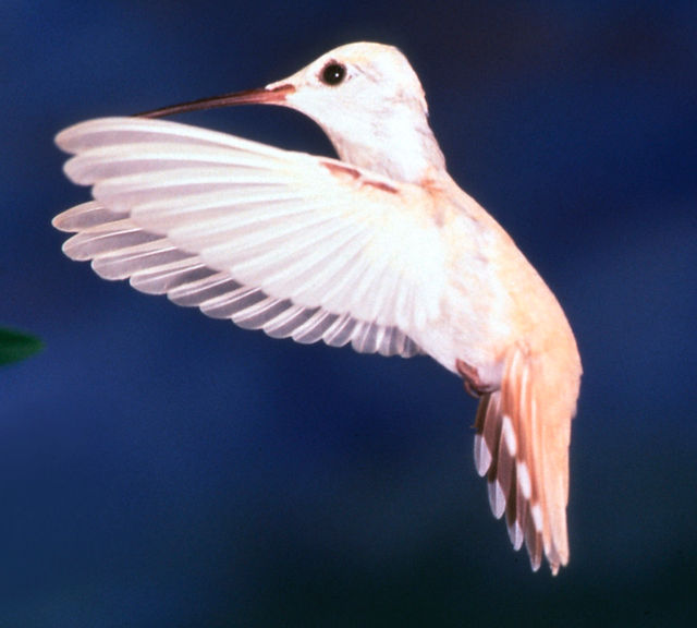 White Hummingbirds | Hummingbird Society