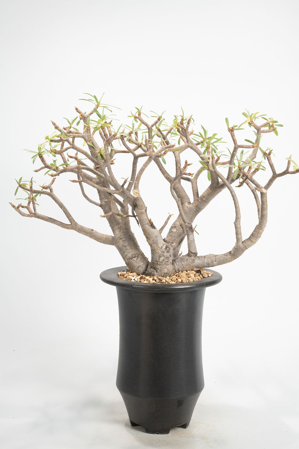 CAUDEX | パキポディウム/ウィンゾリー/グラキリス/パキプス| CACTUS