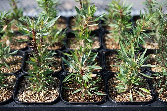 Fouquieria purpusii フォークイエリア プルプシー | Cactus Green