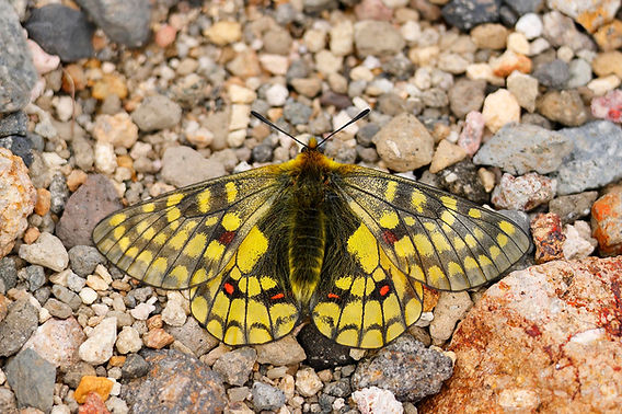 北の国から2025夏 －大雪山ウスバキチョウ編－