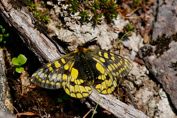 北の国から2025夏 －大雪山ウスバキチョウ編－
