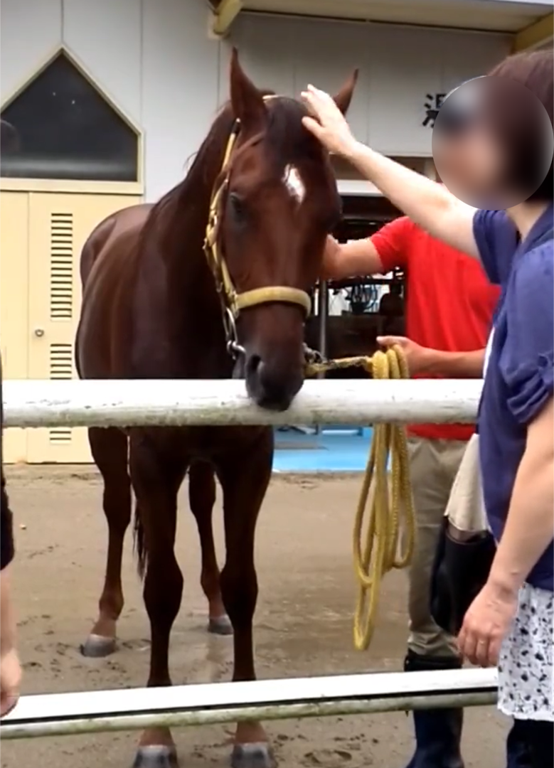 馬は人の心に寄り添ってくれる。 by maiさん