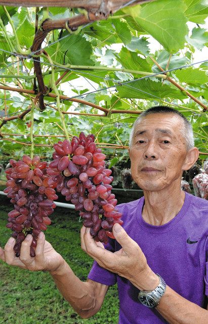 食卓ものがたり＞甘さ抜群 幻のブドウ ちちぶ山ルビー（埼玉県秩父市
