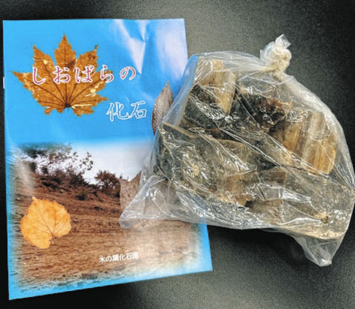 小学生姉妹お手柄！希少なセミの全身化石を発見 世界最大級・全長62