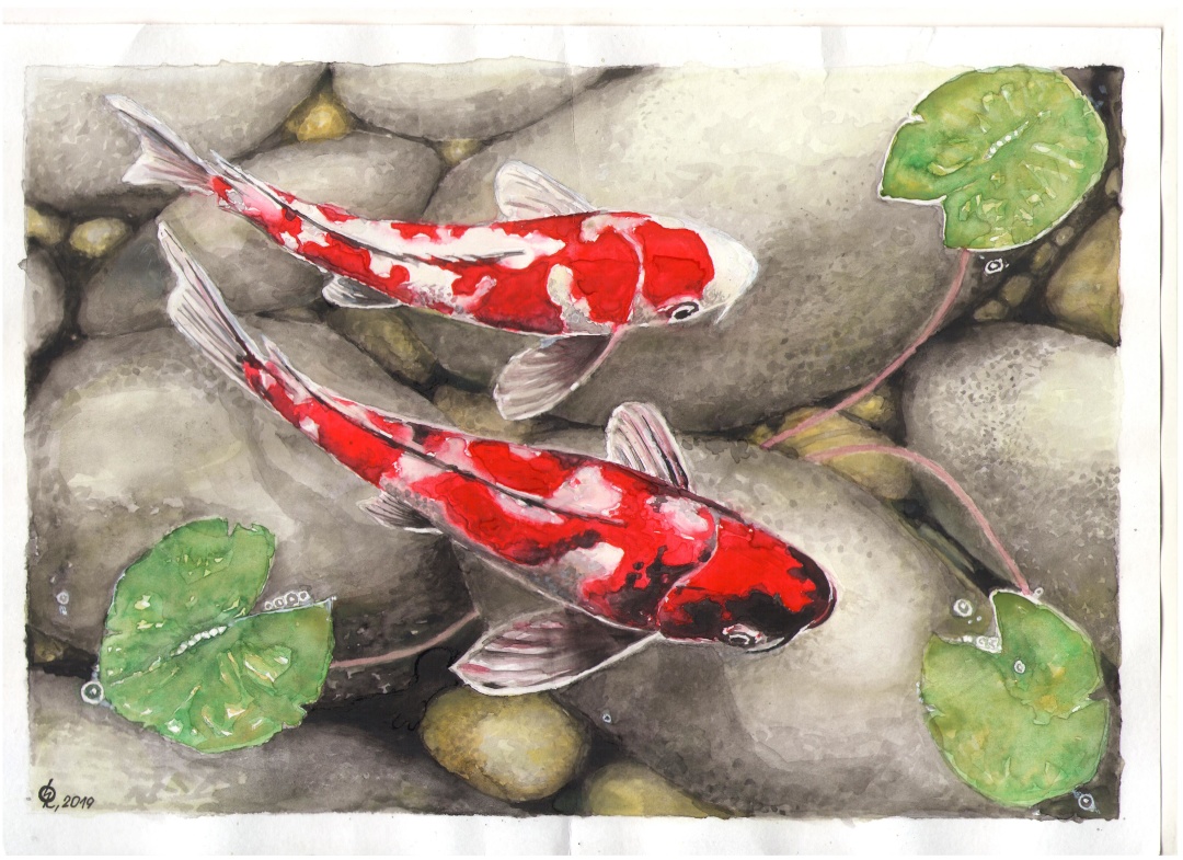 露拘束のスシチェンコ記者、日本の鯉の絵を制作