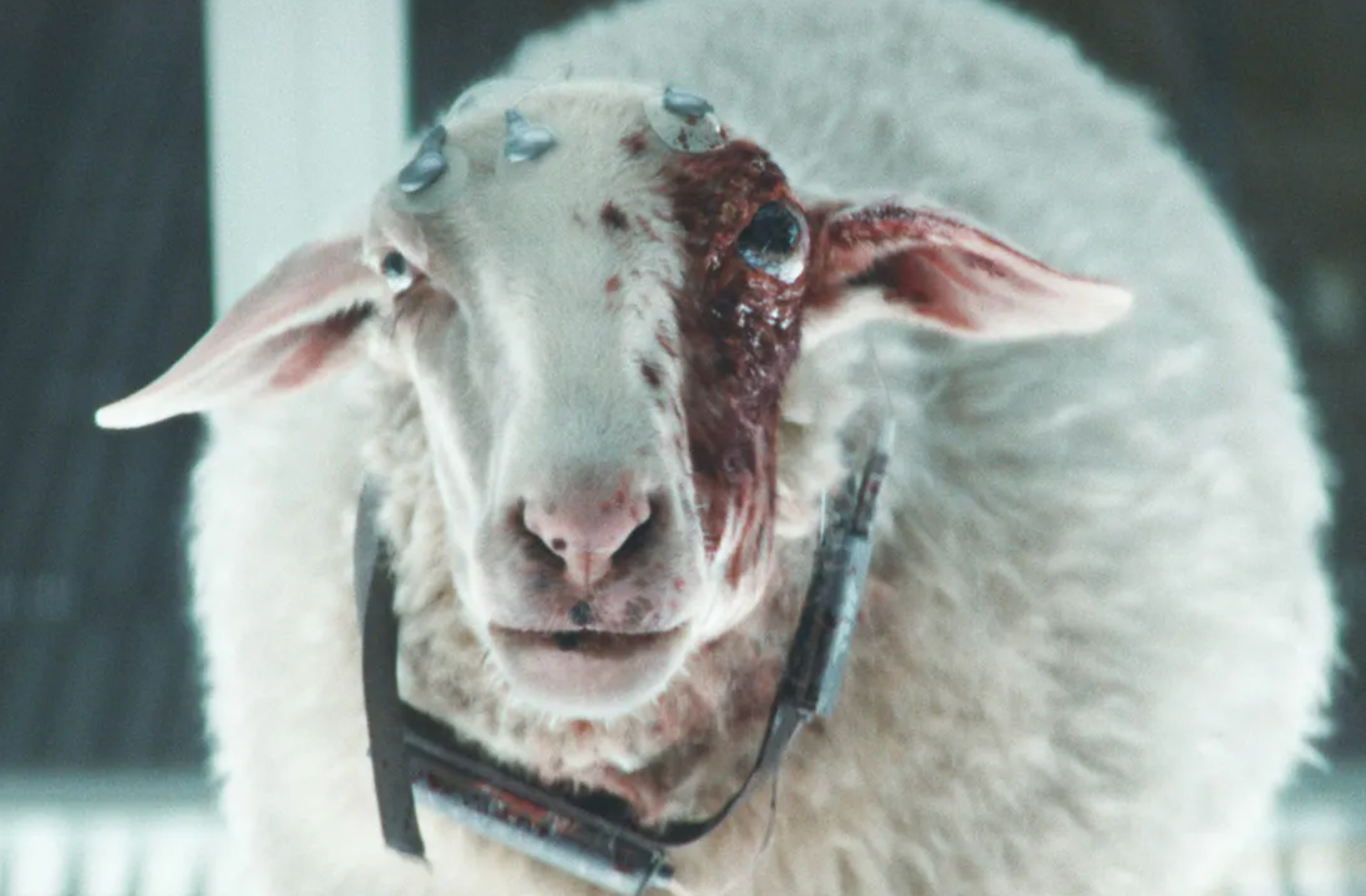 Meet Victoria the sheep, Alien: Earth's creepiest creature