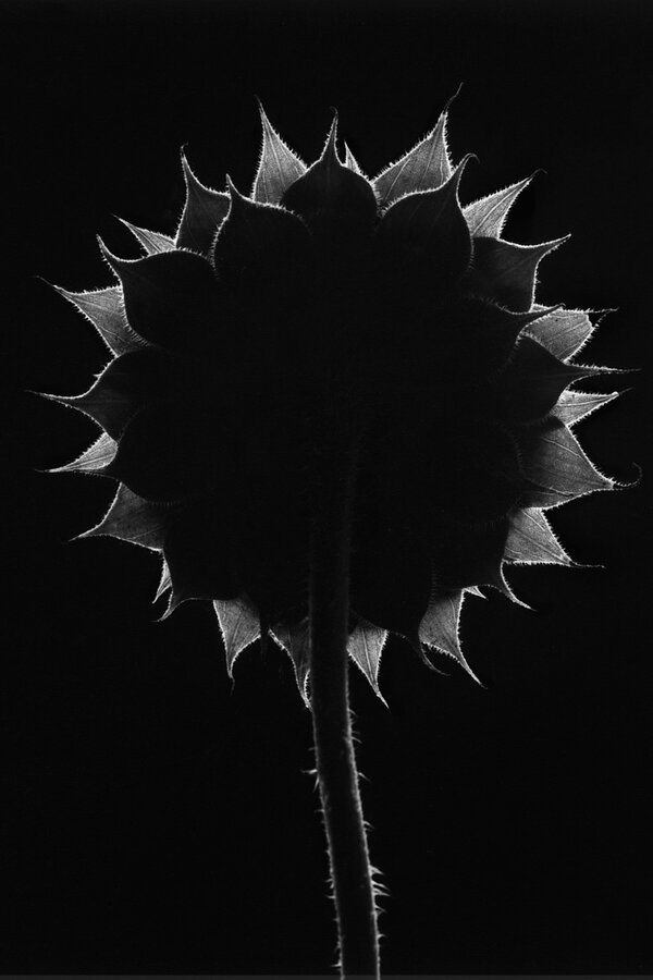 Paul Caponigro, Photographer in Love with Nature, Dies at 91 - The