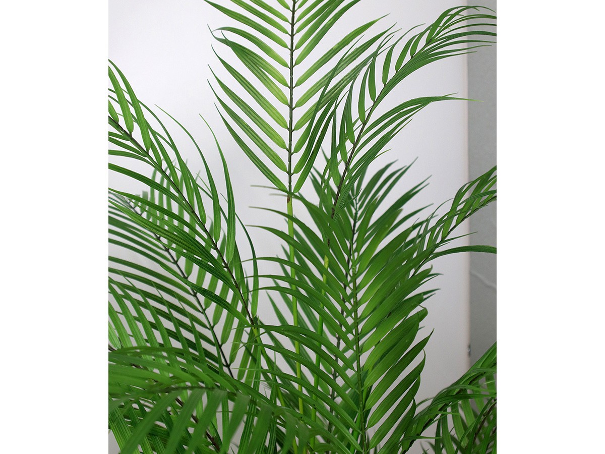 EMILIO ROBBA PALM / エミリオロバ パーム - インテリア・家具通販