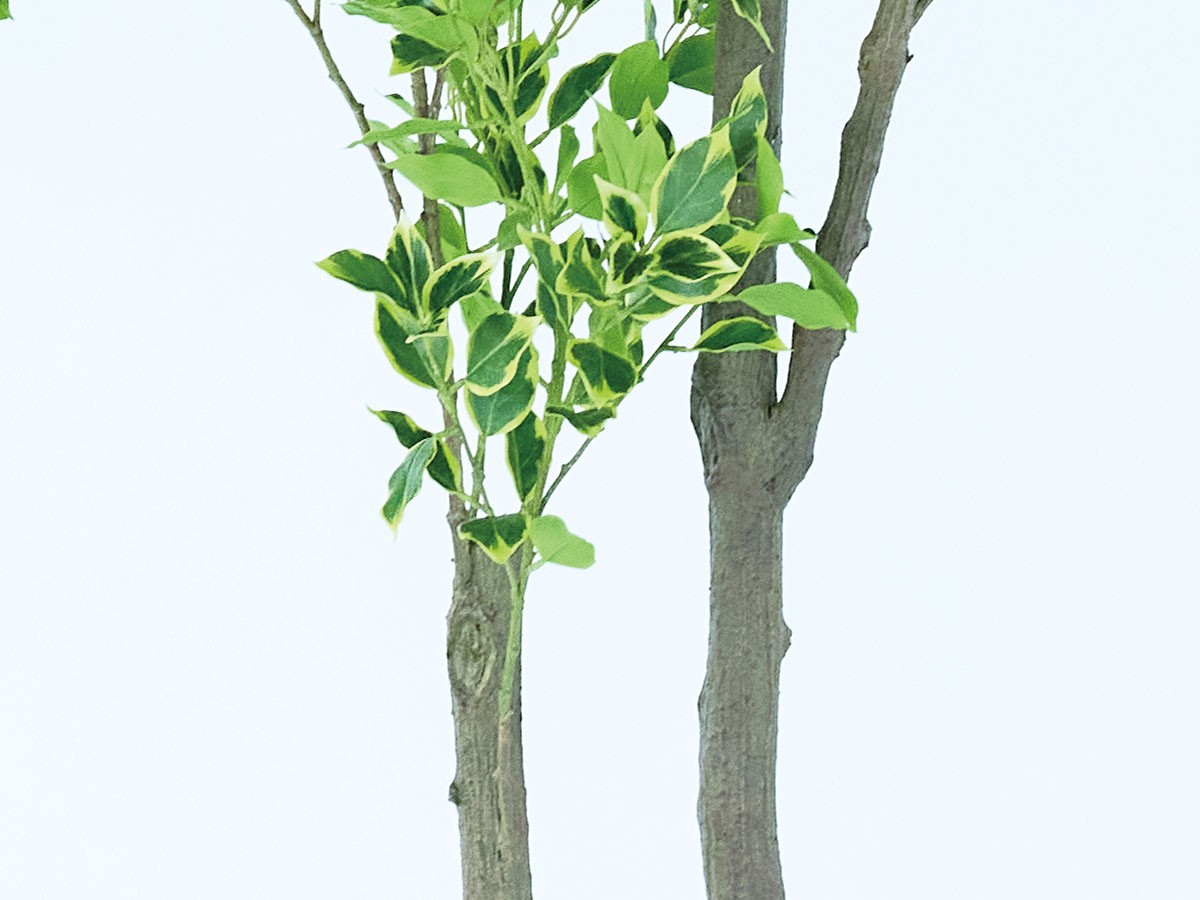 BROWN Ficus benjamina Pot / ブラウン 斑入りベンジャミン ポット 210