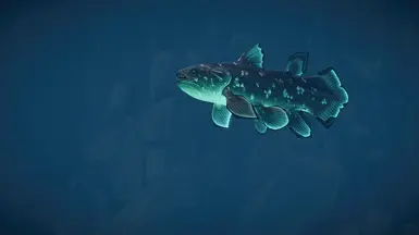 Coelacanthシーラカンス SWIM STANCE CHANGE 2枚 Coelacanth