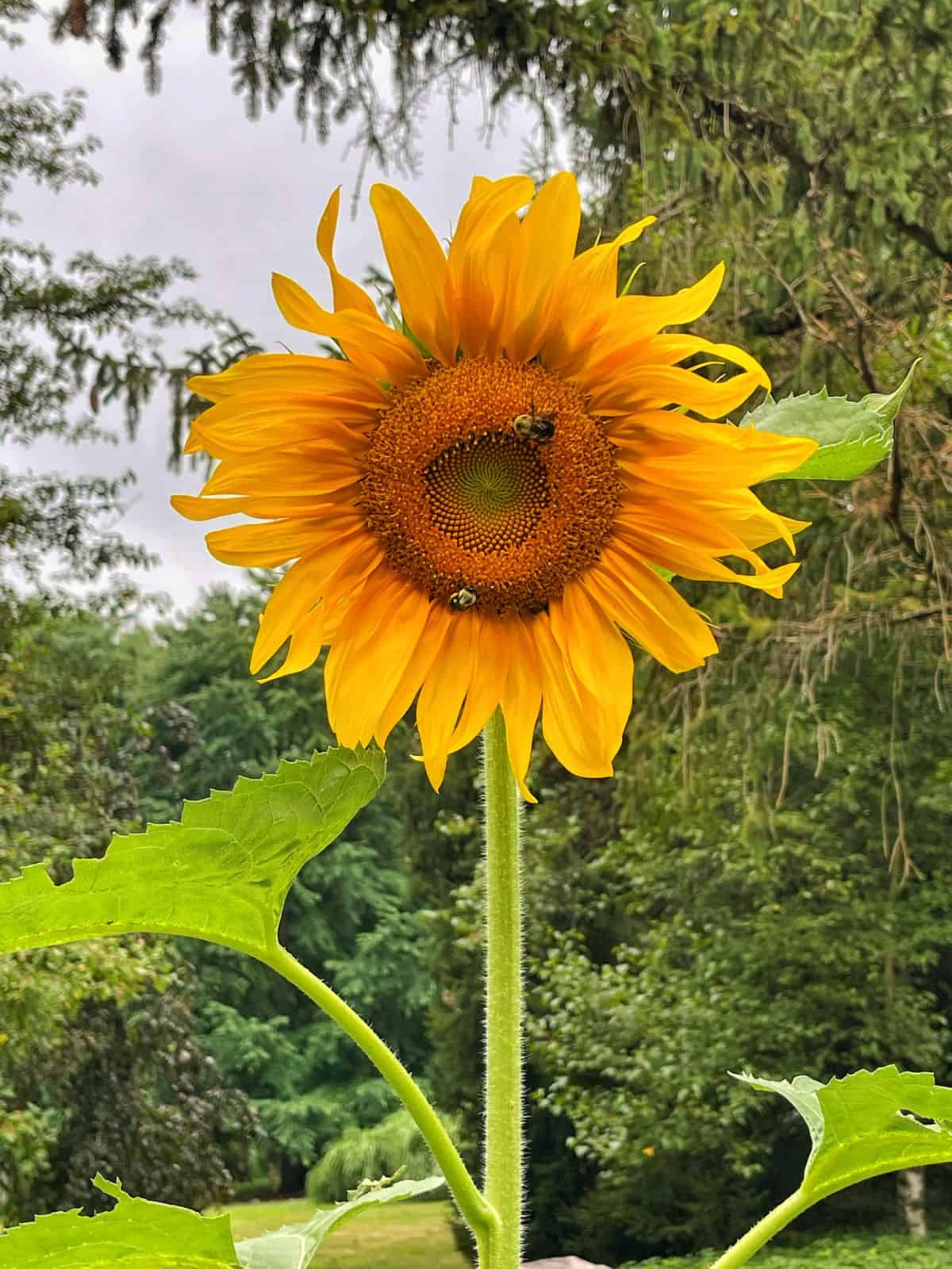 Growing Sunflowers From Seed in Your Flower Garden - Bricks 'n