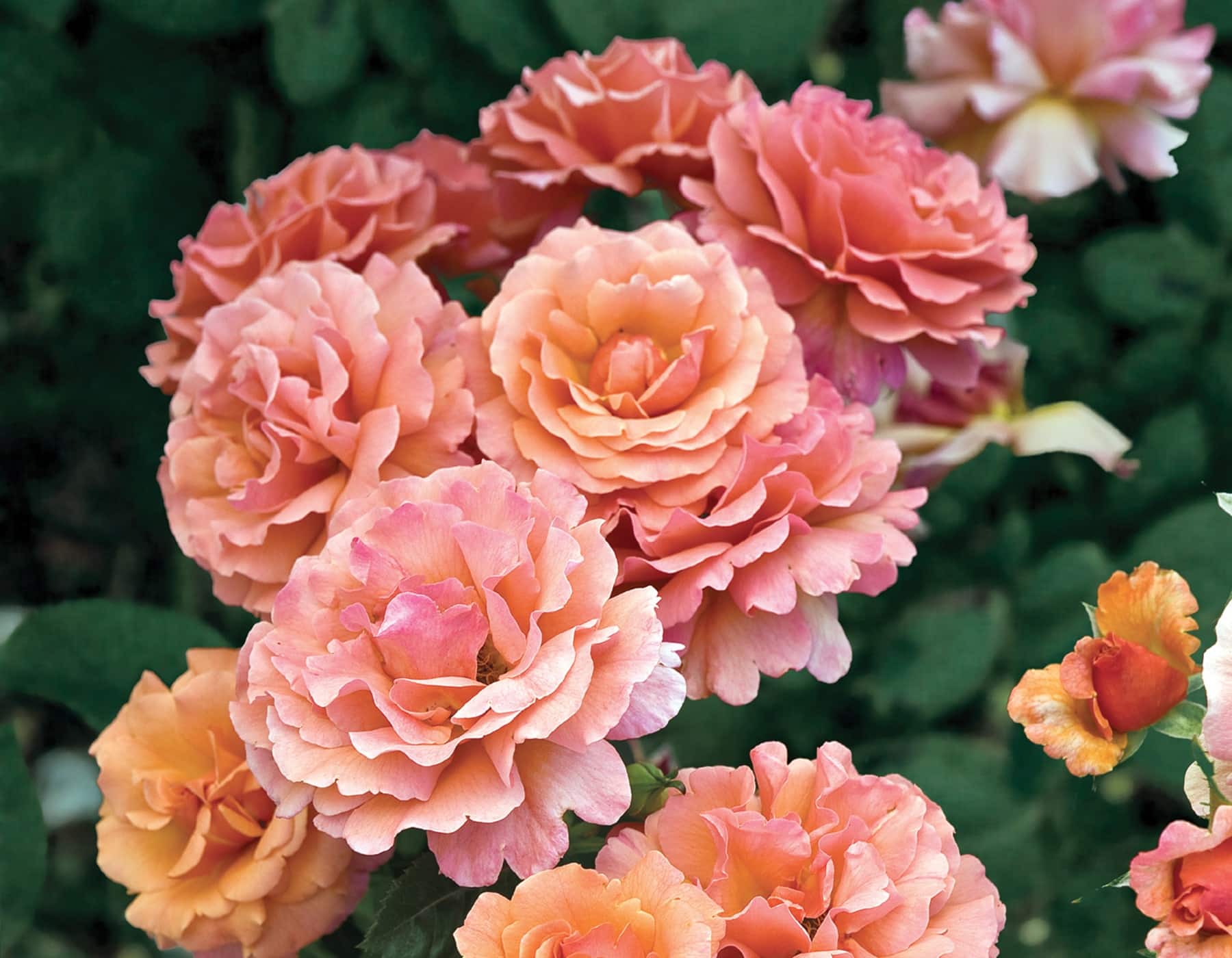 Easy Does It® - Star® Roses and Plants