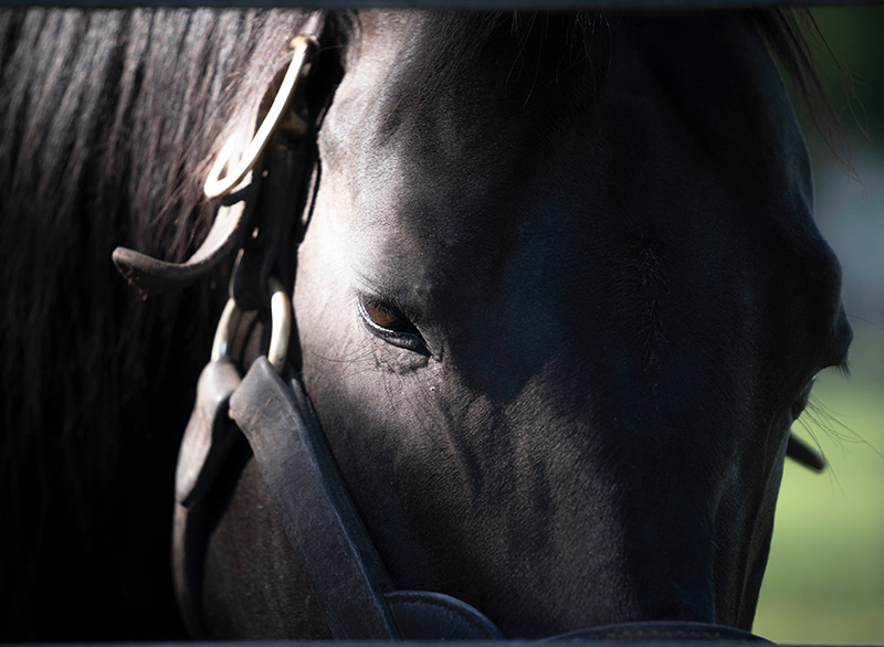 LEX STUD（レックススタッド）| 種牡馬繋養牧場