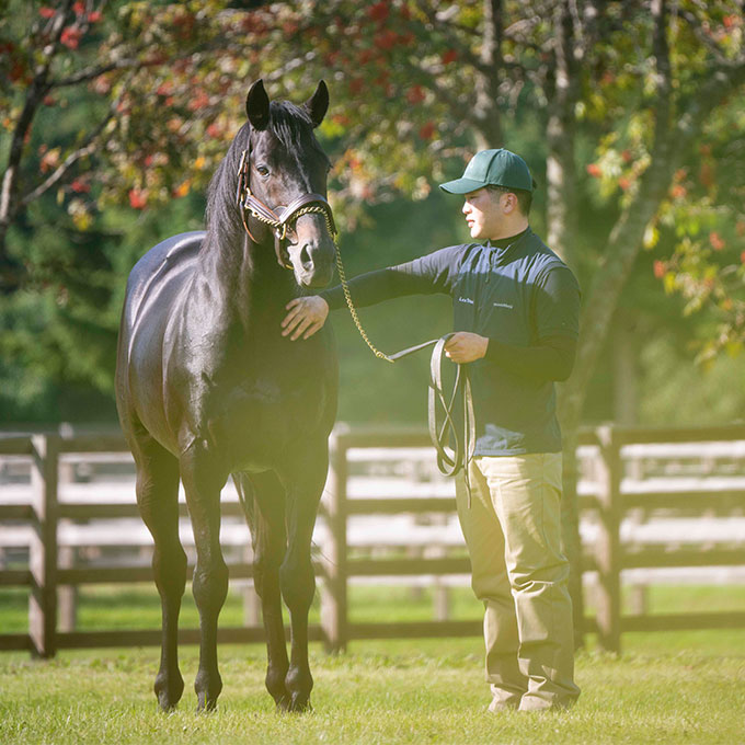 ギャラリー | LEX STUD（レックススタッド）