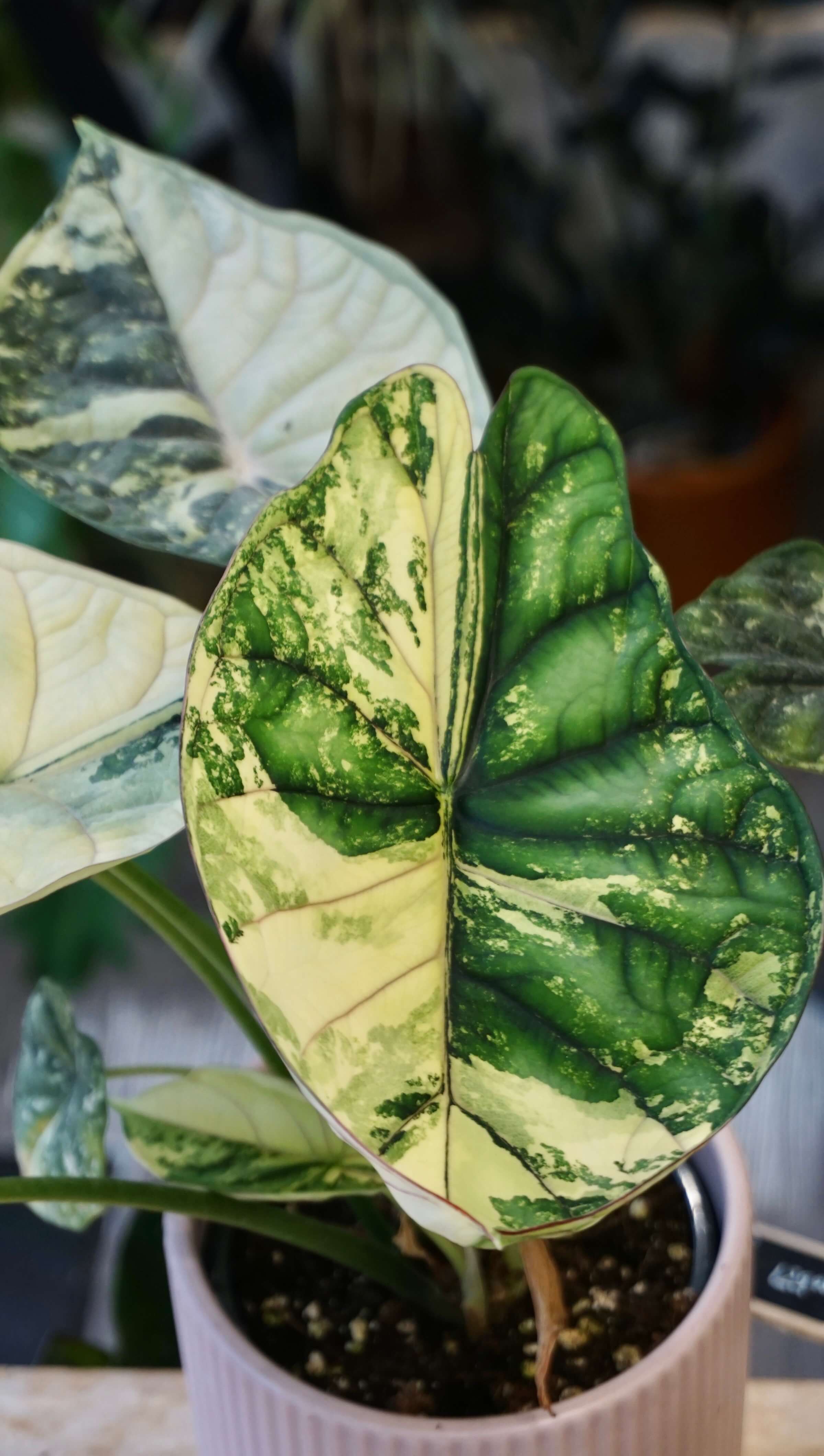 Alocasia Dragon Scale Variegata | Rare plant | Studio Plants