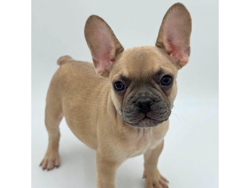 French Bulldog – 5264 – Petland Florence, Kentucky